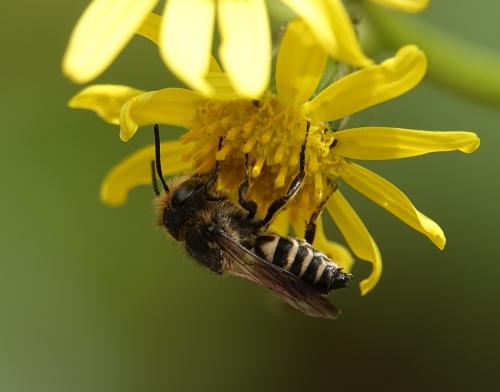 Réf. 312 247 : Coelioxys sp.